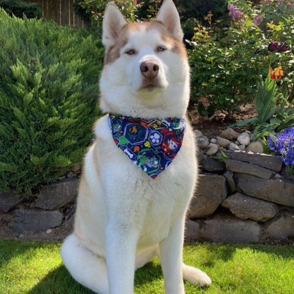 Meet the posher - Picture 6 of 6